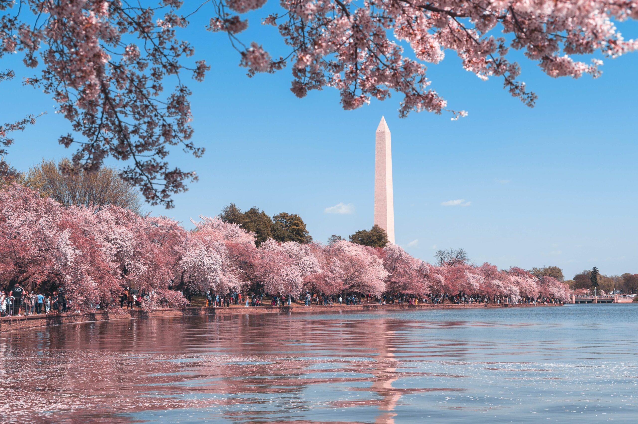 National Cherry Blossom Festival